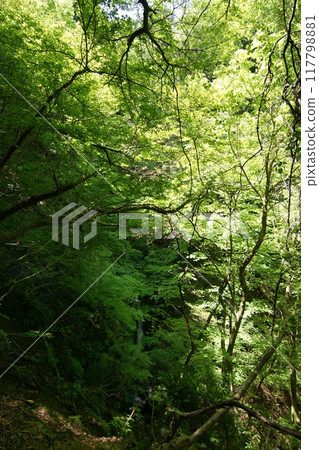 Tottori Four Seasons Walk Spring Nagisan Mountain Climbing Tottori Four Seasons Walk Spring Nagisan Mountain Climbing 117798881