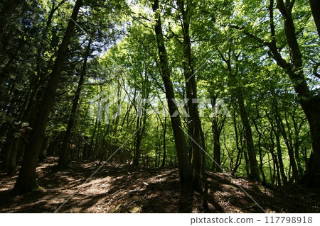 Tottori Four Seasons Walk Spring Nagisan Mountain Climbing 117798918