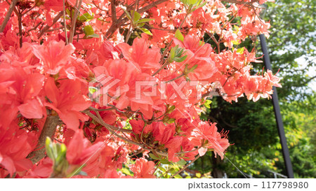 紅杜鵑花 117798980
