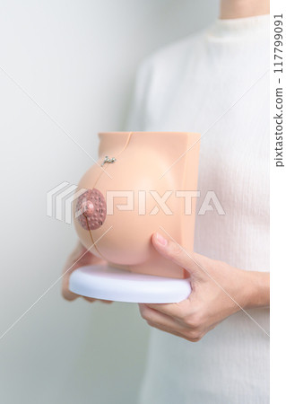 Woman holding Breast Anatomy model. Breast Augmentation Surgery, October Breast Cancer Awareness month, Pregnant, Diagnosis, Beauty woman enlargement and medical concept 117799091