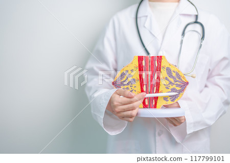 Doctor holding Breast Anatomy model. Breast Augmentation Surgery, October Breast Cancer Awareness month, implant, Diagnosis, Beauty woman enlargement and medical education concept 117799101