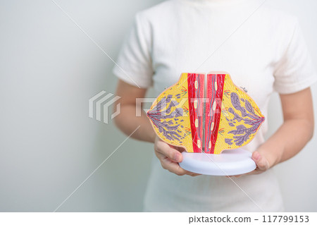 Woman holding Breast Anatomy model. Breast Augmentation Surgery, October Breast Cancer Awareness month, Pregnant, Diagnosis, Beauty woman enlargement and medical concept 117799153