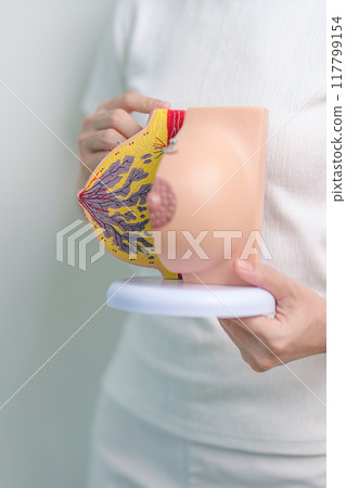 Woman holding Breast Anatomy model. Breast Augmentation Surgery, October Breast Cancer Awareness month, Pregnant, Diagnosis, Beauty woman enlargement and medical concept 117799154