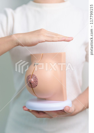 woman hand cover Breast Anatomy model. Breast Augmentation Surgery, October Breast Cancer Awareness month, implant, Diagnosis, Beauty woman enlargement and medical education concept 117799155