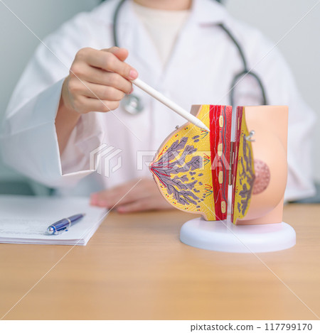 Doctor with Breast Anatomy model. Breast Augmentation Surgery, October Breast Cancer Awareness month, implant, Diagnosis, Beauty woman enlargement and medical education concept 117799170
