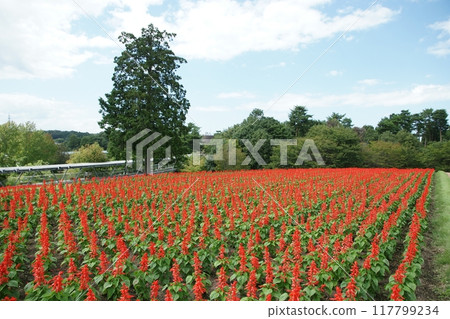 Tottori Four seasons walk Spring Flower Corridor Tottori Four seasons walk Spring Flower Corridor 117799234