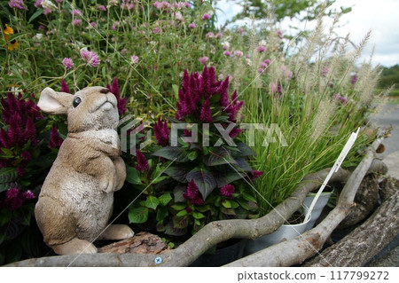 Tottori Four seasons walk Spring Flower Corridor 117799272