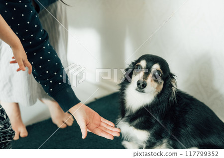 A small dog interacting with its owner indoors A small dog interacting with its owner indoors 117799352