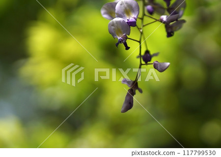 Tottori Four Seasons Walk Spring Encounter Forest Tottori Four Seasons Walk Spring Encounter Forest 117799530