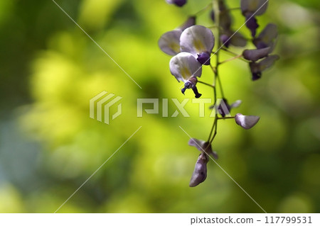 Tottori Four Seasons Walk Spring Encounter Forest 117799531