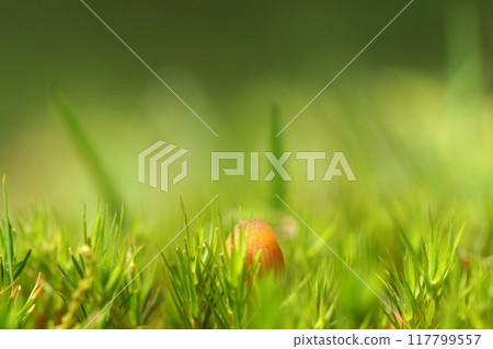 Tottori Four Seasons Walk Spring Encounter Forest Tottori Four Seasons Walk Spring Encounter Forest 117799557