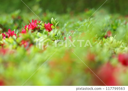 Tottori Four Seasons Walk Spring Encounter Forest 117799563