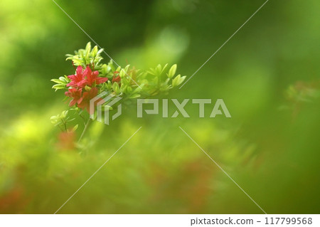 鳥取四個季節的春天遇到森林 117799568