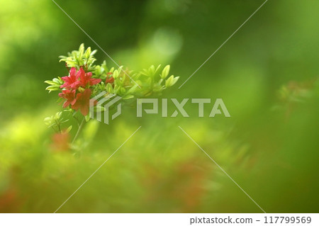 鳥取四個季節的春天遇到森林 鳥取四個季節的春天遇到森林 117799569