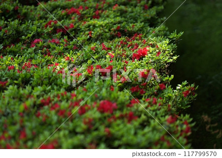 Tottori Four Seasons Walk Spring Encounter Forest 117799570