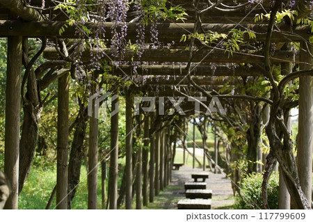 鳥取四個季節的春天遇到森林 117799609