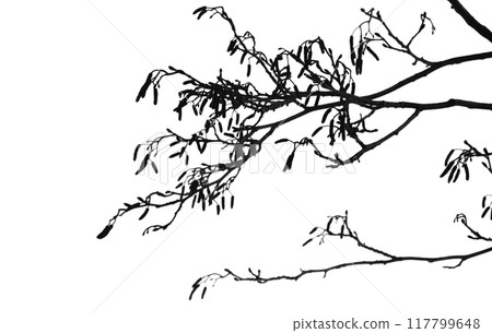 Branches of a bare alder tree isolated on white background Branches of a bare alder tree isolated on white background 117799648