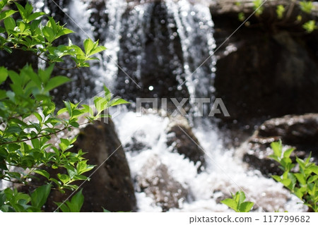 Tottori Four Seasons Walk Spring Encounter Forest Tottori Four Seasons Walk Spring Encounter Forest 117799682