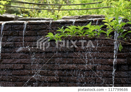 Tottori Four Seasons Walk Spring Encounter Forest 117799686