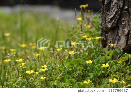 鳥取四個季節的春天遇到森林 117799687