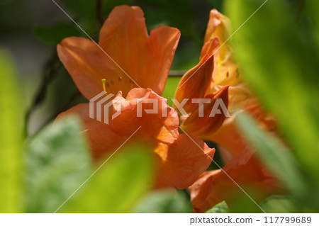 Tottori Four Seasons Walk Spring Encounter Forest 117799689