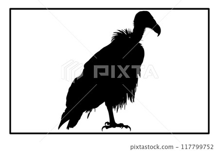 vultur silhouette set design, silhouette of a flying vulture. vultur silhouette set design, silhouette of a flying vulture. 117799752