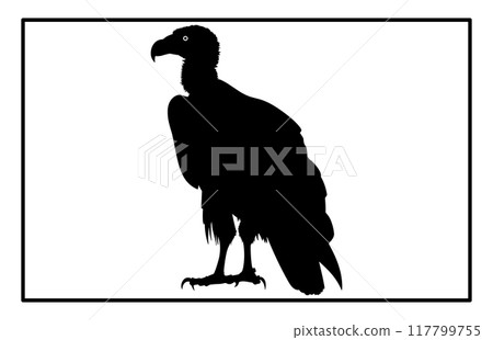 vultur silhouette set design, silhouette of a flying vulture. 117799755