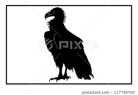 vultur silhouette set design, silhouette of a flying vulture. vultur silhouette set design, silhouette of a flying vulture. 117799760