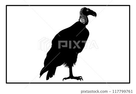 vultur silhouette set design, silhouette of a flying vulture. vultur silhouette set design, silhouette of a flying vulture. 117799761
