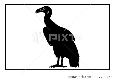 vultur silhouette set design, silhouette of a flying vulture. 117799762