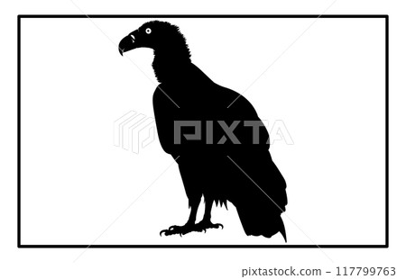 vultur silhouette set design, silhouette of a flying vulture. vultur silhouette set design, silhouette of a flying vulture. 117799763
