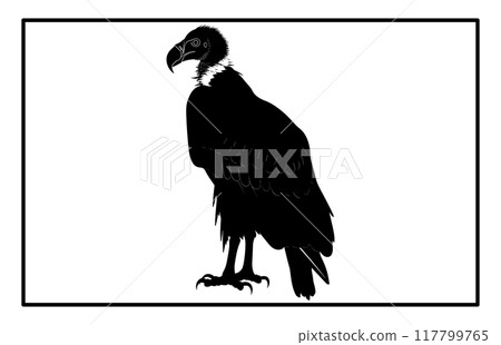 vultur silhouette set design, silhouette of a flying vulture. vultur silhouette set design, silhouette of a flying vulture. 117799765