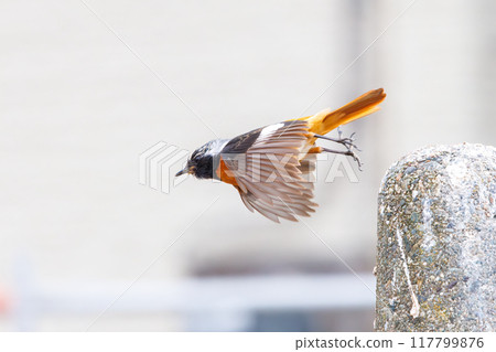 A cute Daurian redstart (Family: Flycatcher) flying. Tone River riverbed, Gunma Prefecture - March 2024 117799876
