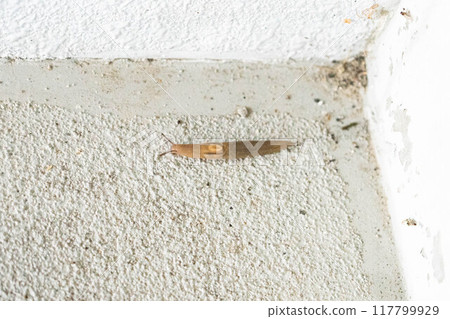 一隻蛞蝓在房子樓梯上爬行的照片 117799929