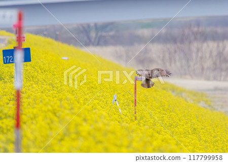 A beautiful buzzard (Accipitridae) diving into a rapeseed field to hunt. On the Tone River riverbed, Gunma Prefecture, Japan. 2024 117799958