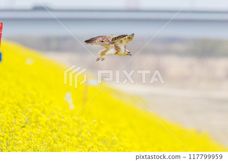 A beautiful buzzard (Accipitridae) diving into a rapeseed field to hunt. On the Tone River riverbed, Gunma Prefecture, Japan. 2024 117799959
