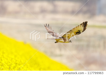 A beautiful buzzard (Accipitridae) diving into a rapeseed field to hunt. On the Tone River riverbed, Gunma Prefecture, Japan. 2024 117799963