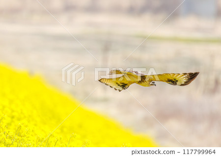 A beautiful buzzard (Accipitridae) diving into a rapeseed field to hunt. On the Tone River riverbed, Gunma Prefecture, Japan. 2024 117799964