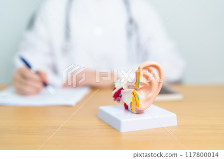 Doctor with human Ear anatomy model. Ear disease, Atresia, Otitis Media, Pertorated Eardrum, Meniere syndrome, otolaryngologist, Ageing Hearing Loss, Schwannoma and Health 117800014