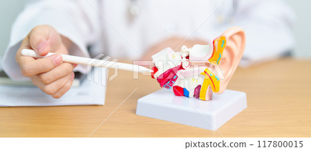 Doctor with human Ear anatomy model. Ear disease, Atresia, Otitis Media, Pertorated Eardrum, Meniere syndrome, otolaryngologist, Ageing Hearing Loss, Schwannoma and Health Doctor with human Ear anatomy model. Ear disease, Atresia, Otitis Media, Pertorated Eardrum, Meniere syndrome, otolaryngologist, Ageing Hearing Loss, Schwannoma and Health 117800015