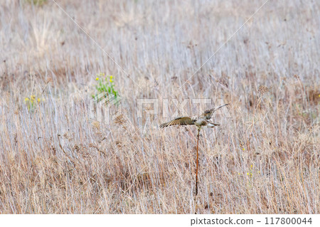 在晨霧中，一隻美麗的禿鷹（鷹科）跳到蘆葦床上的樹枝上。  日本群馬縣利根川河床。 2024年 117800044