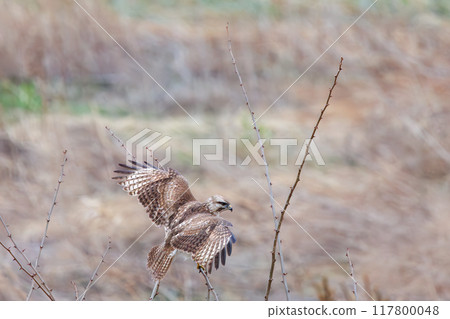 A beautiful buzzard (Accipitridae) jumping onto a branch in the morning mist in a reed bed. On the Tone River riverbed, Gunma Prefecture, Japan. 2024 117800048