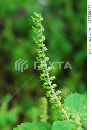 藍紫蘇（大葉）花 117800082