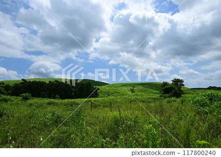 Forest of the Chairman 117800240