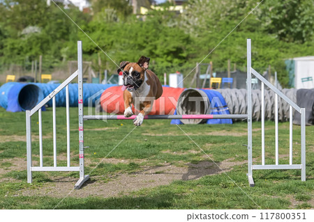 German Boxer Purebred Dog agility field jumping over obstacles, crossing tunnel, running slalom 117800351
