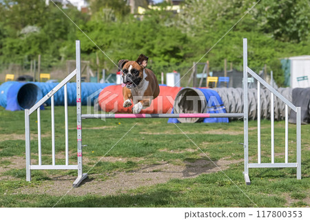 German Boxer Purebred Dog agility field jumping over obstacles, crossing tunnel, running slalom 117800353