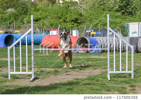 German Boxer Purebred Dog agility field jumping over obstacles, crossing tunnel, running slalom 117800388