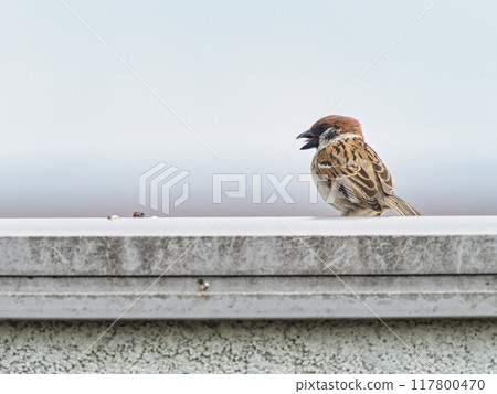 蜘蛛棲息在屋頂上 117800470