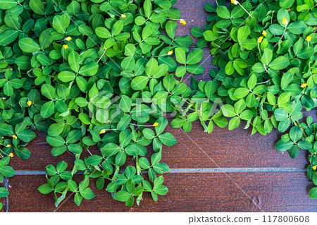 Green vine leaves on Wood planks floor that grows naturally background with copy space Green vine leaves on Wood planks floor that grows naturally background with copy space 117800608