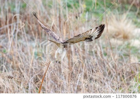 A beautiful buzzard (Accipitridae) jumps out from a perch on the Tone River riverbed, Gunma Prefecture, Japan. March 23, 2024 117800876